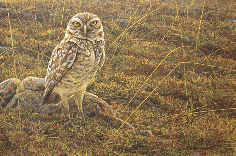 Burrowing Owl