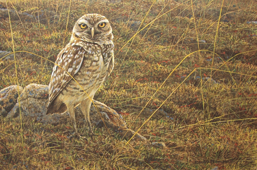 Burrowing Owl