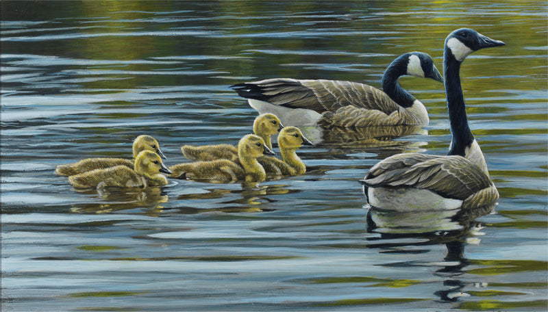 Canada Geese with Young