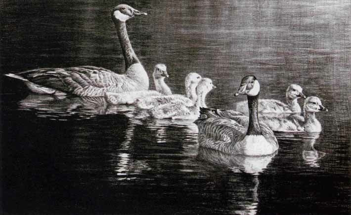 Canada Geese Family