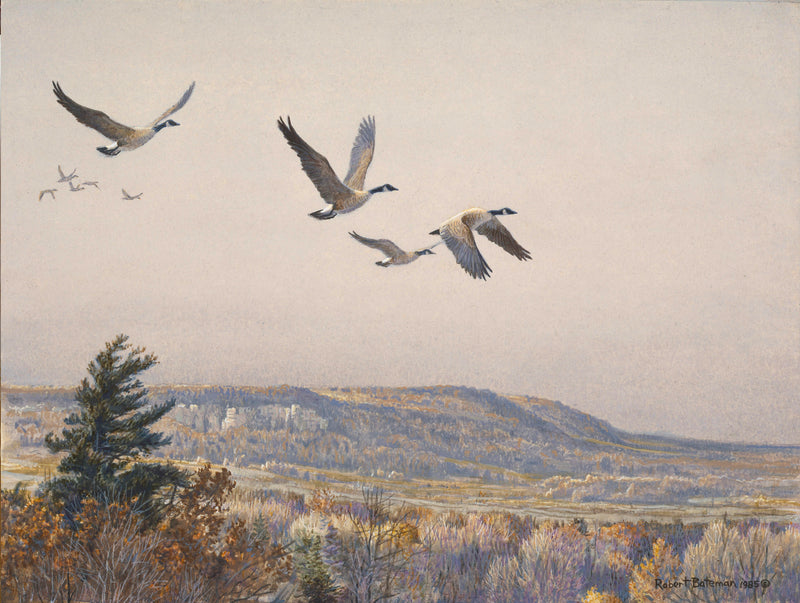 Canada Geese Over Escarpment