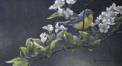 Canada Warbler & Pear Blossoms