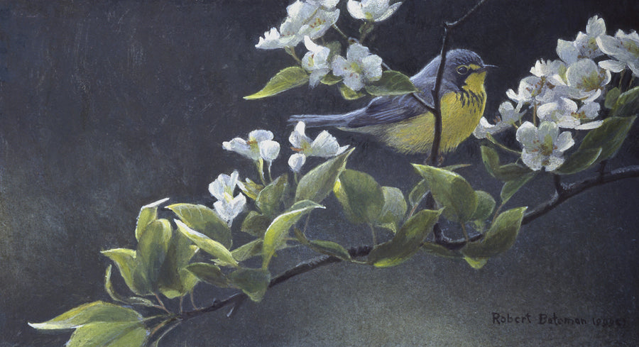 Canada Warbler & Pear Blossoms