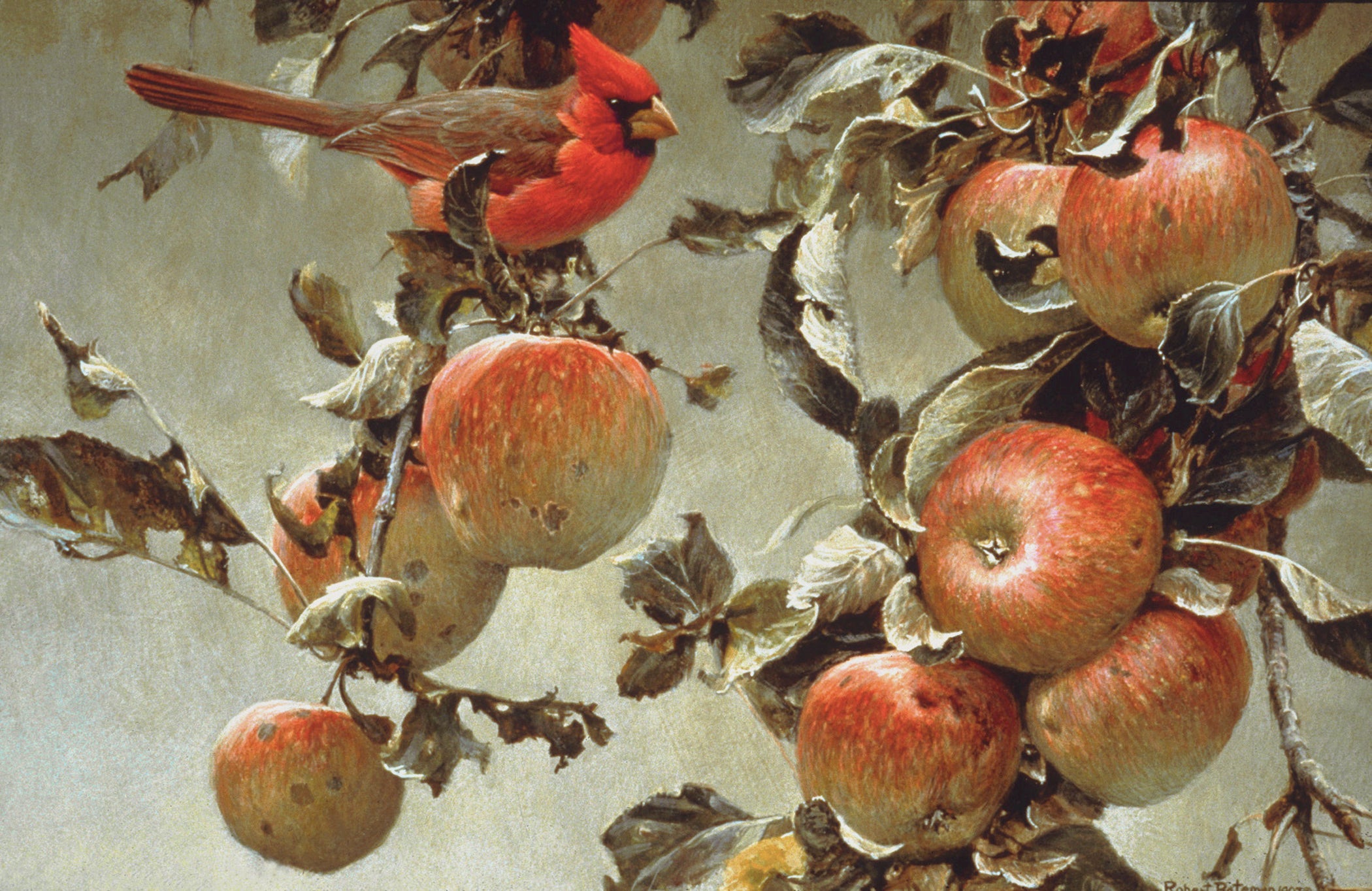 Cardinal and Wild Apples