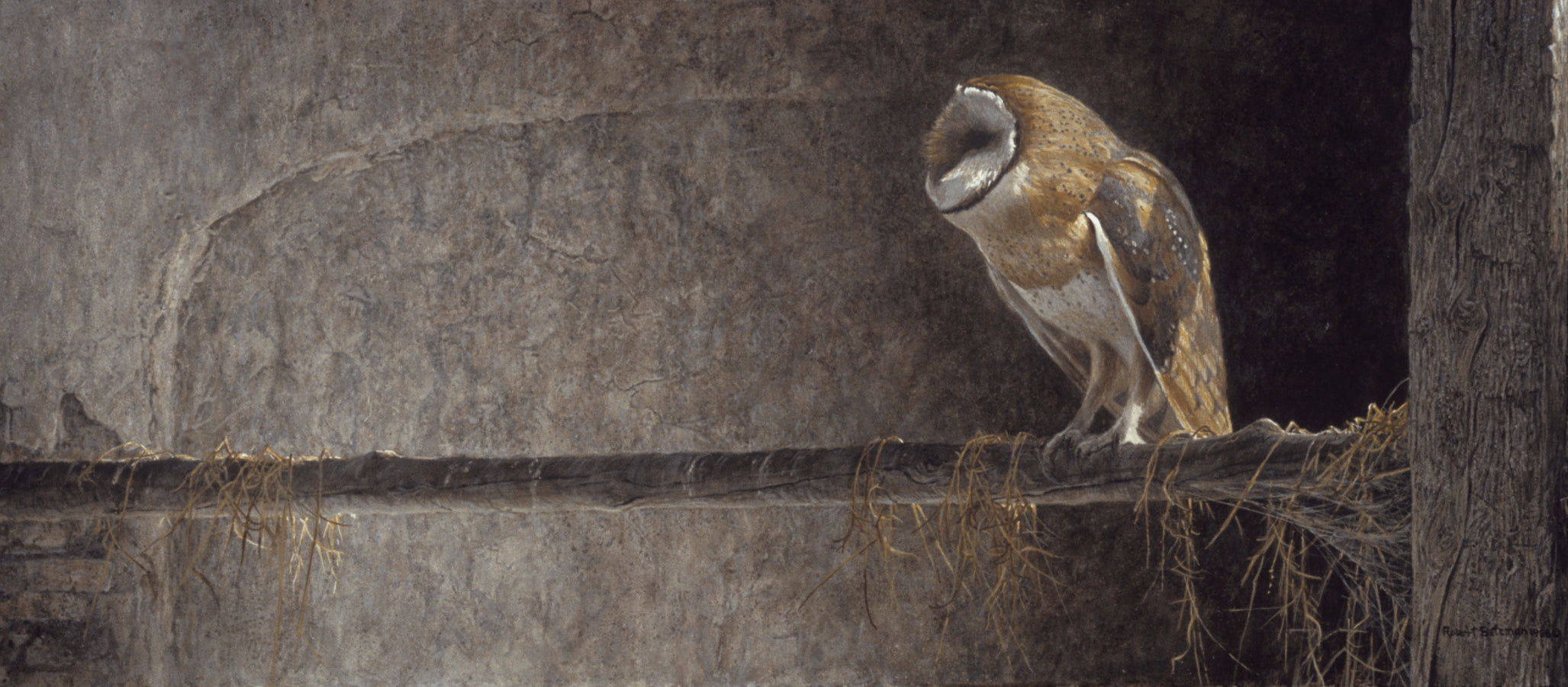 Catching the Light - Barn Owl
