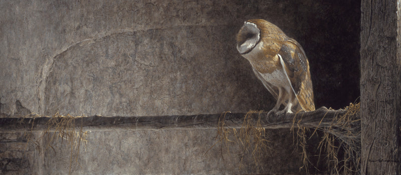 Catching the Light - Barn Owl