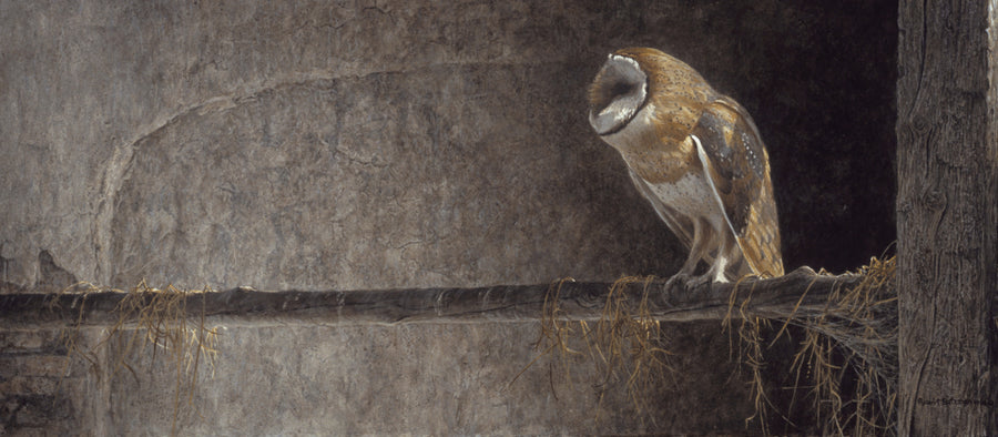 Catching the Light - Barn Owl