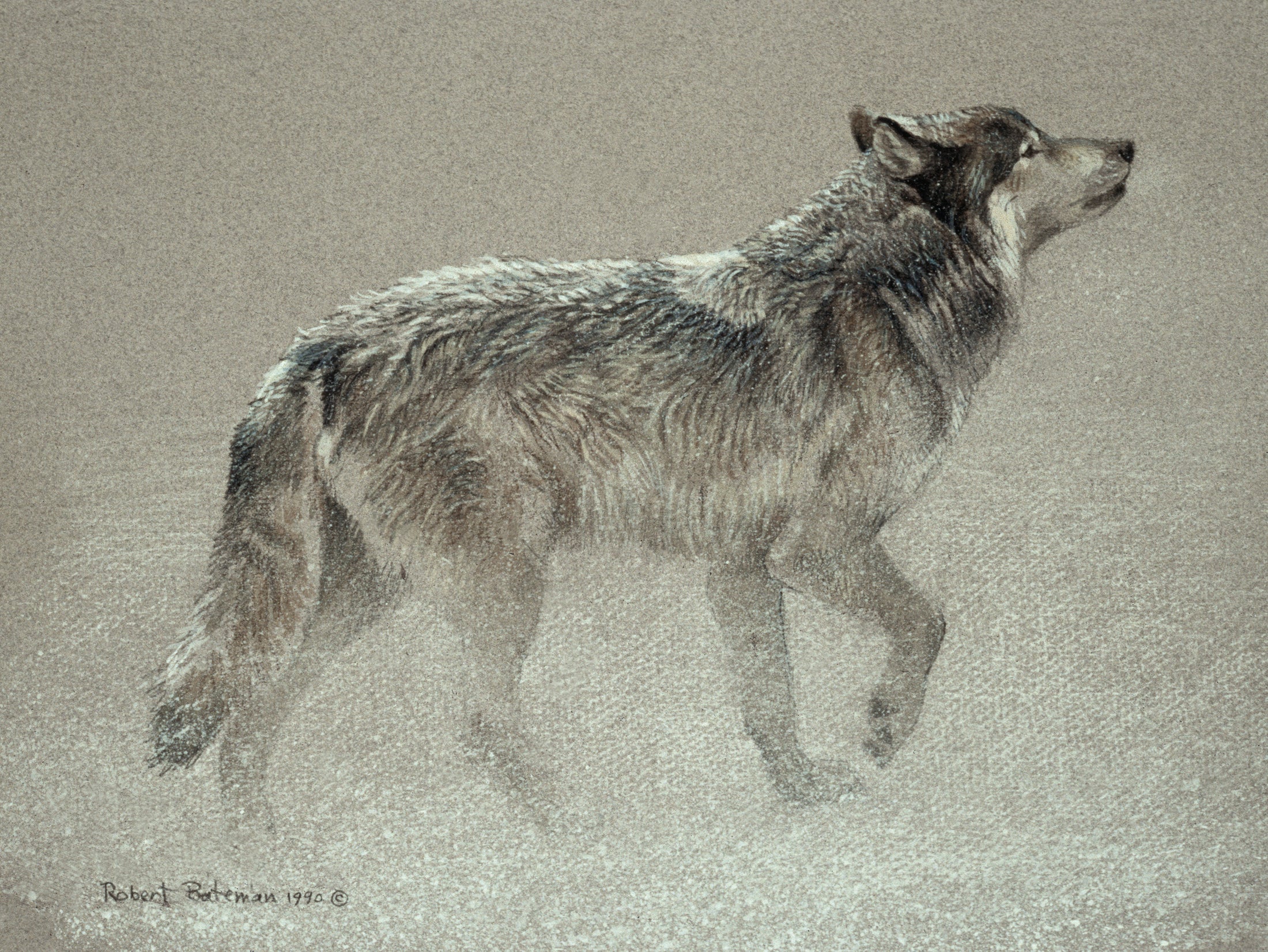 Catching the Scent - Wolf