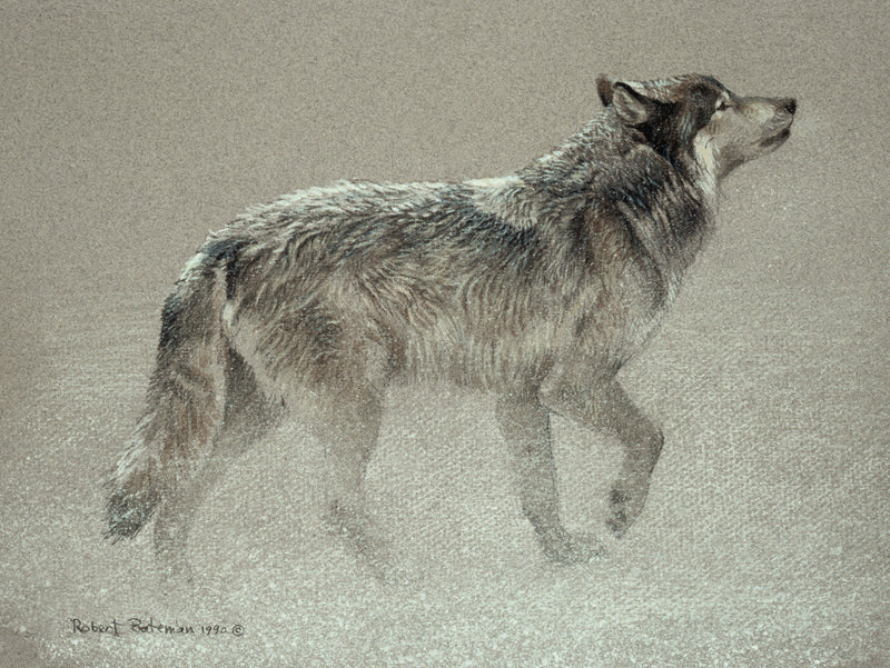 Catching the Scent - Wolf