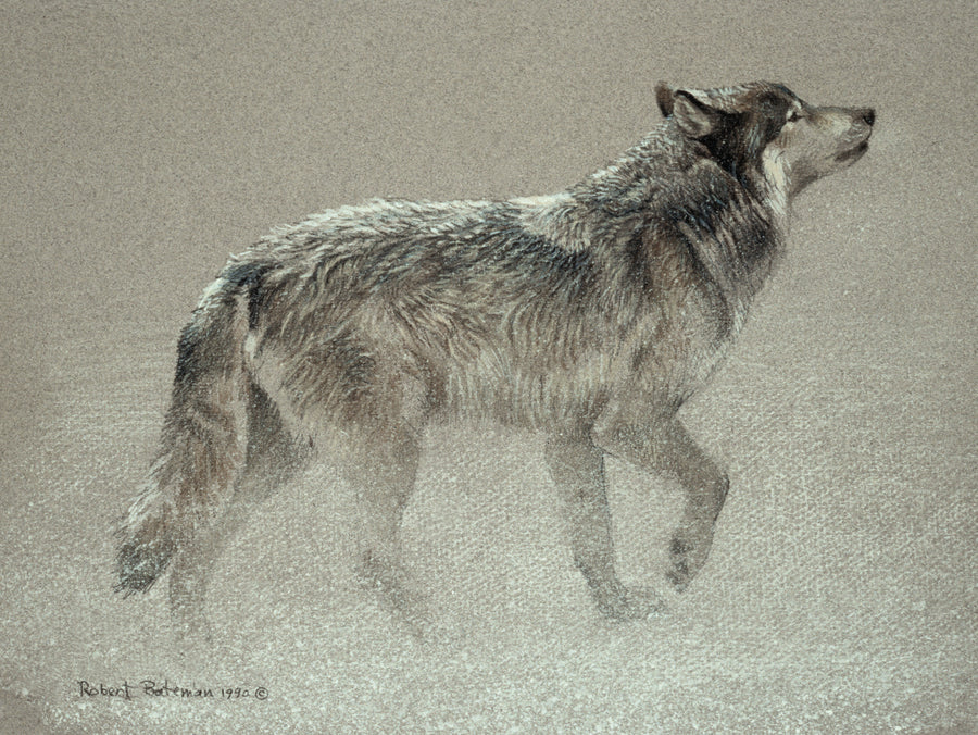 Catching the Scent - Wolf