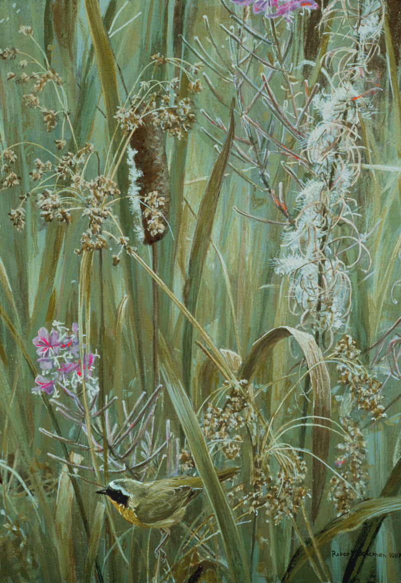 Cattails, Fireweed and Yellowthroat