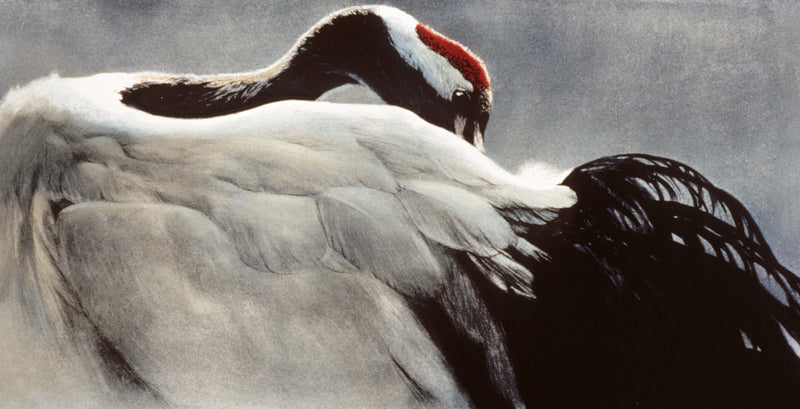 Ceremonial Pose - Red-crowned Crane