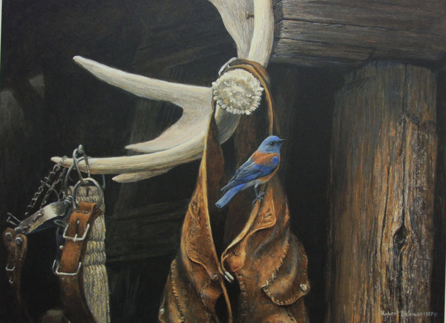 Chaps - Western Bluebird