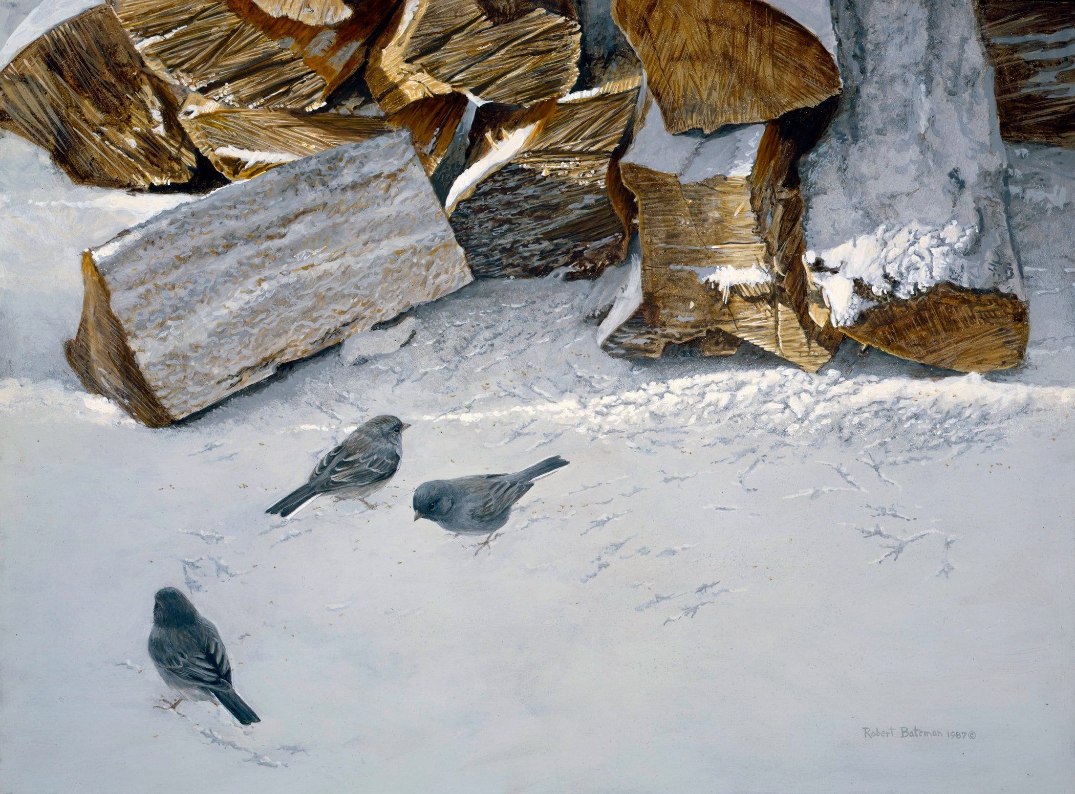 Cherrywood with Juncos