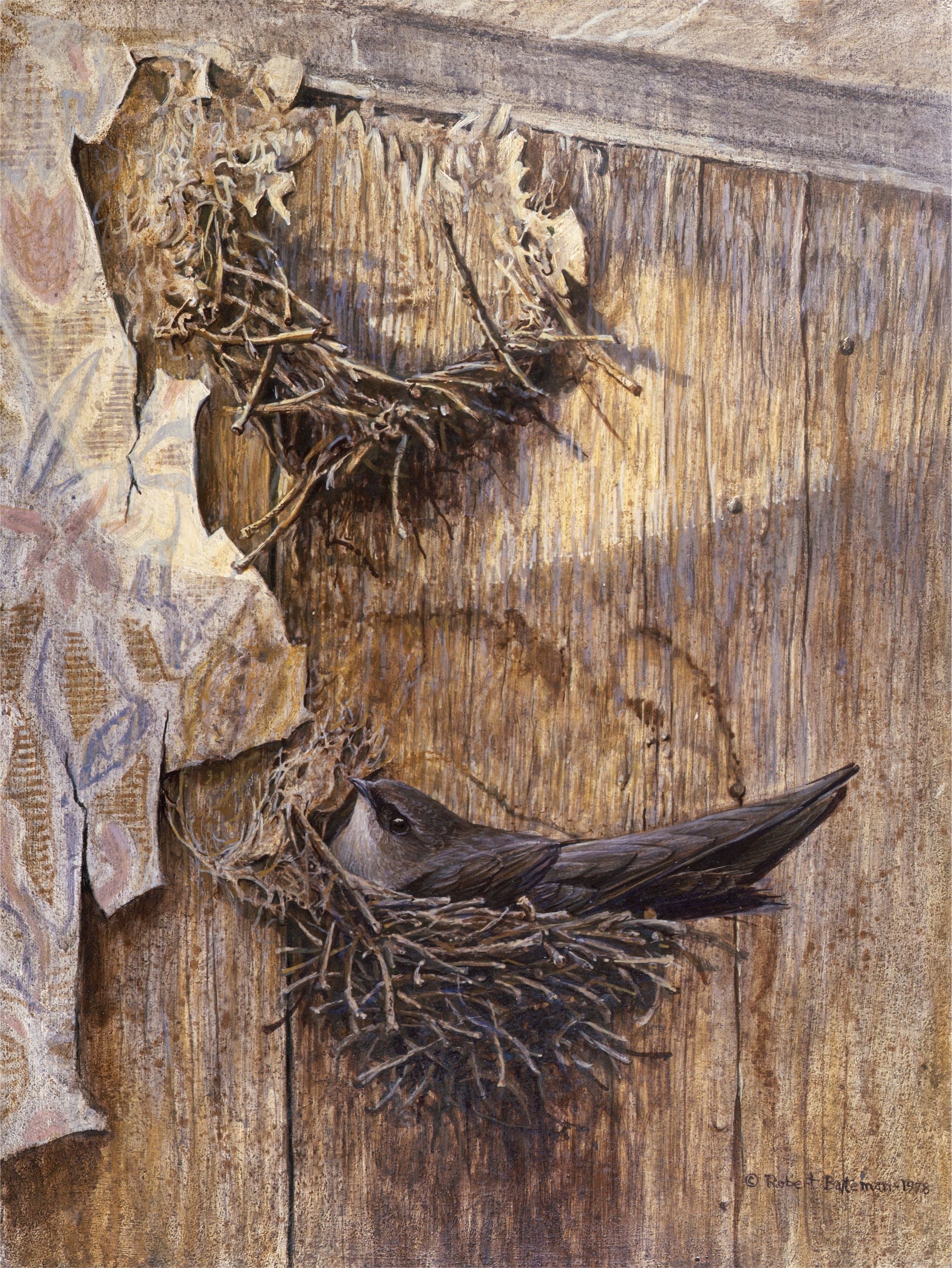 Chimney Swift on Nest