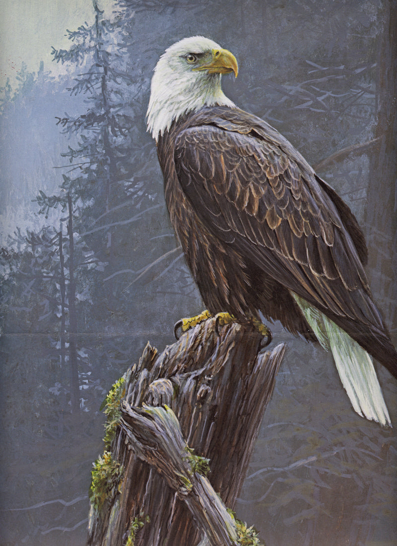 Coastal Majesty - Bald Eagle