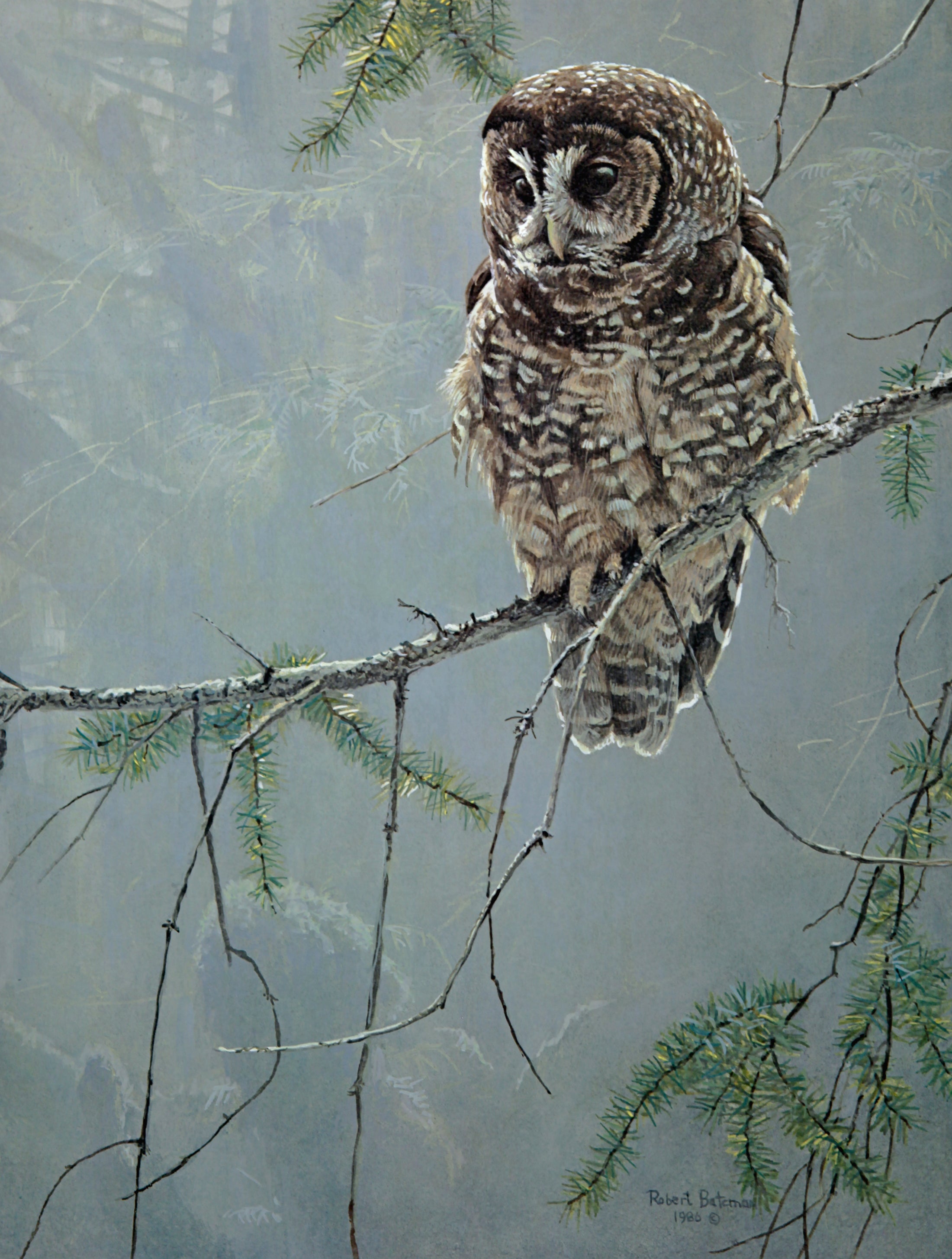 Continuing Generations - Spotted Owls