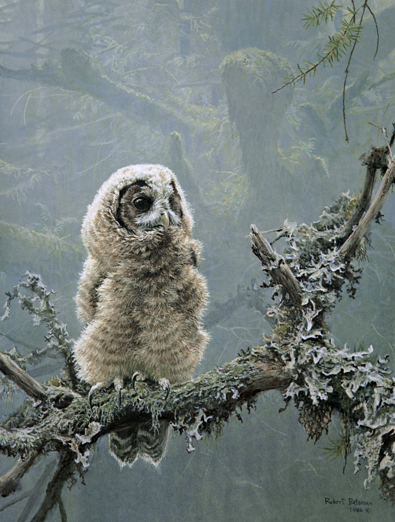 Continuing Generations - Spotted Owls