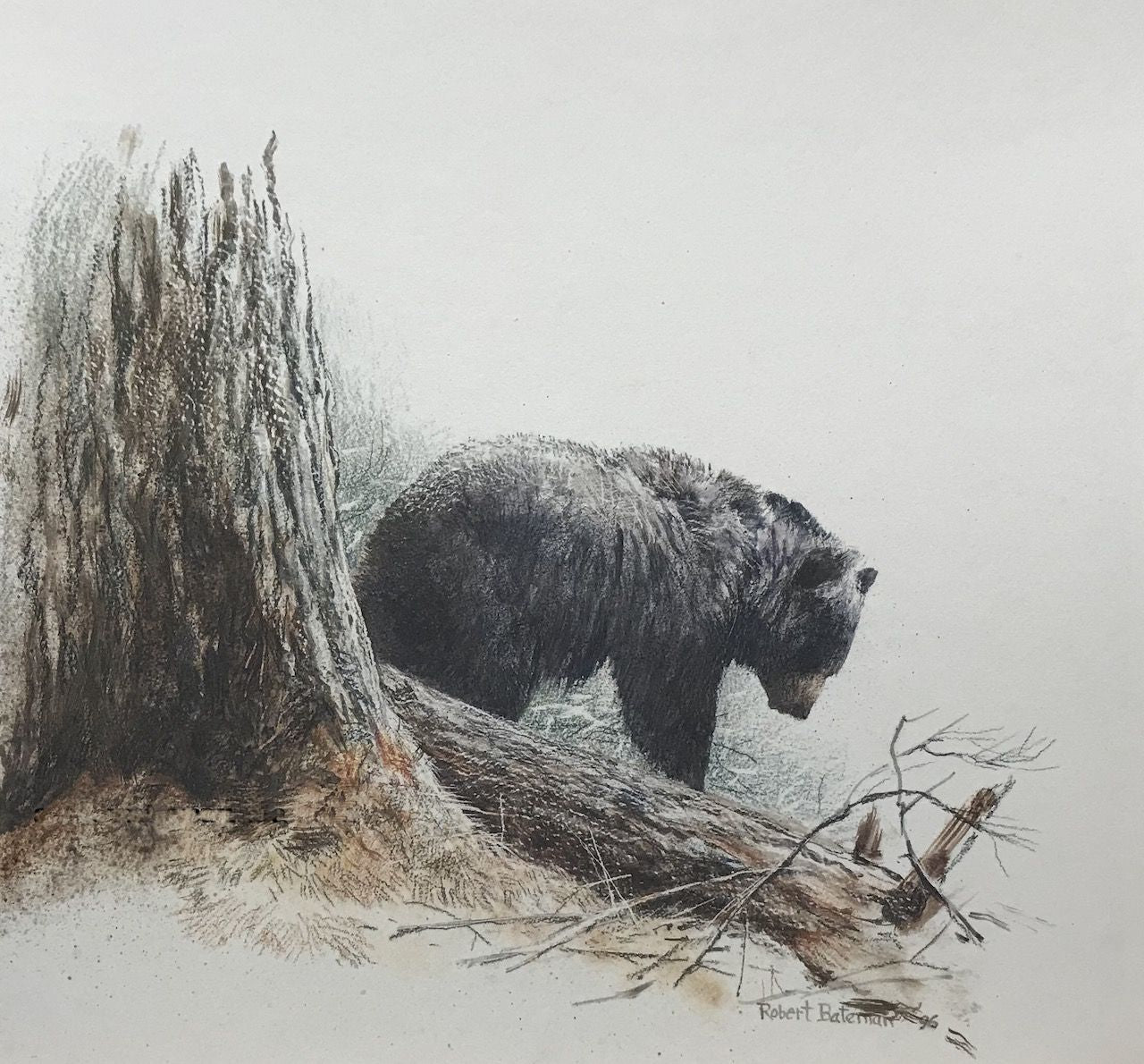 Bears