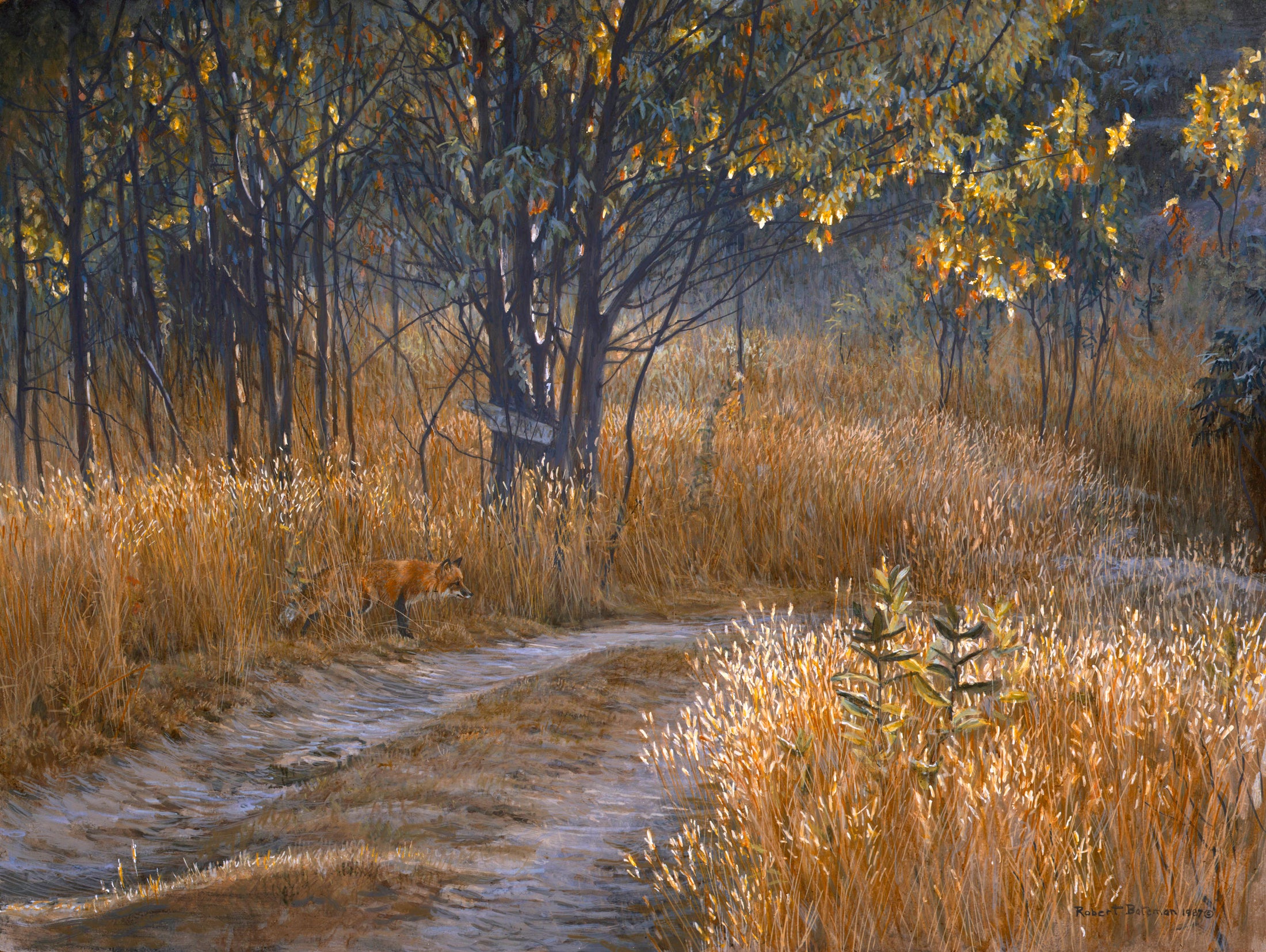 Cottage Lane - Red Fox