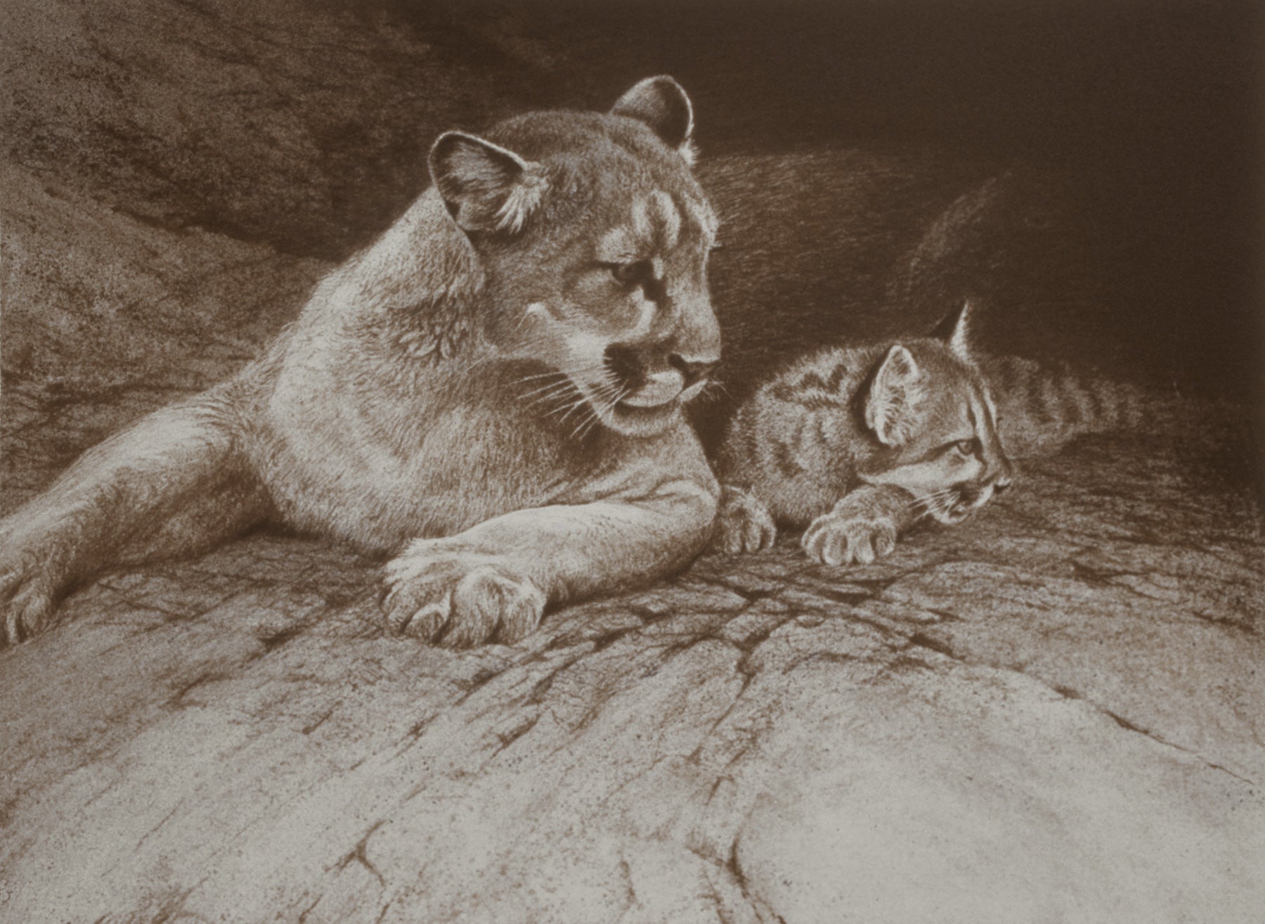 Cougar and Kit