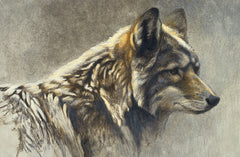 Coyote Head Study