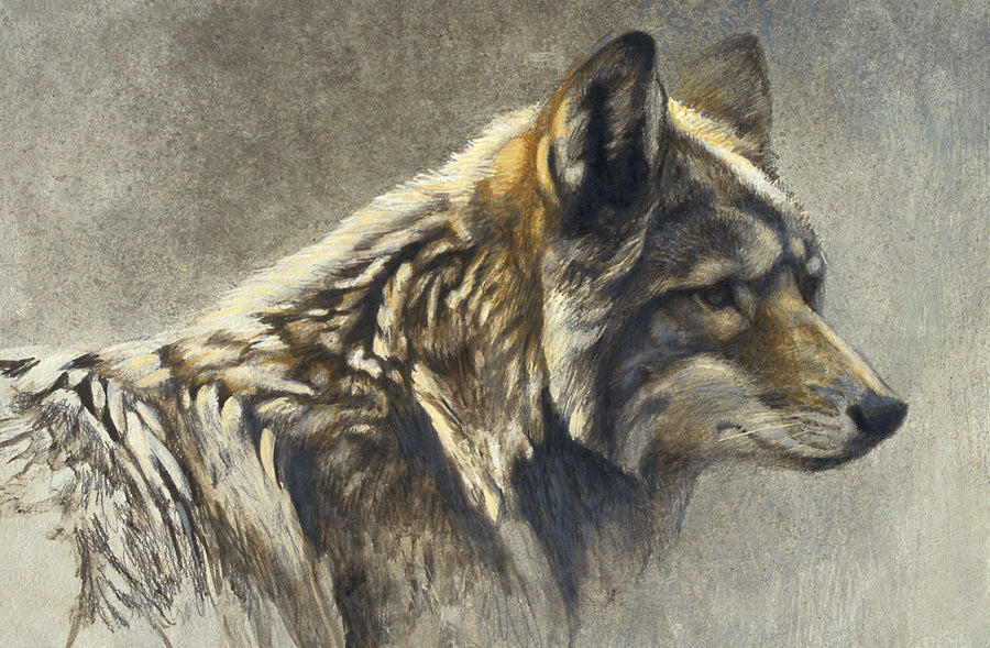 Coyote Head Study