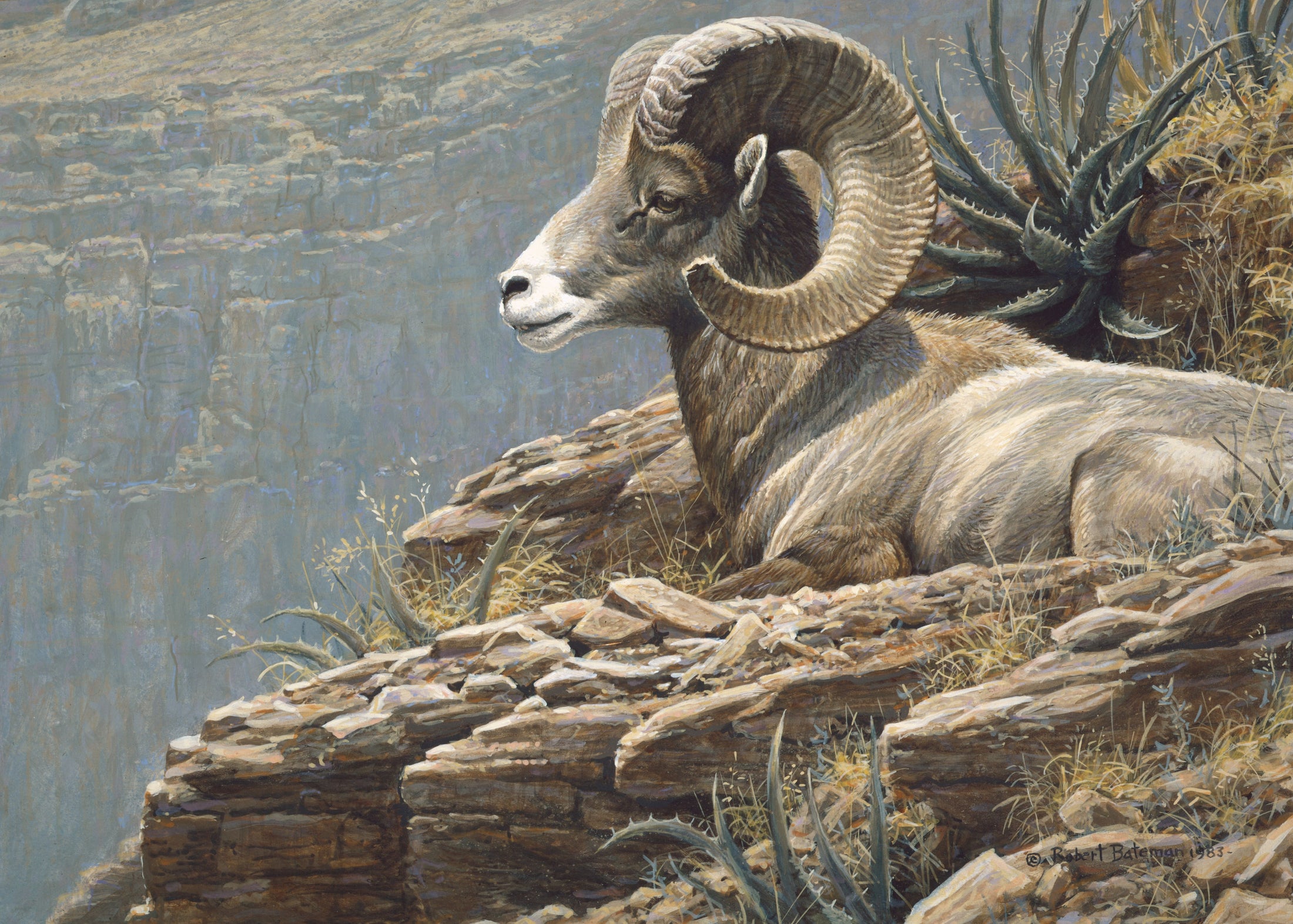 Desert Bighorn