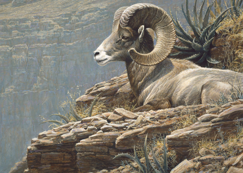 Desert Bighorn
