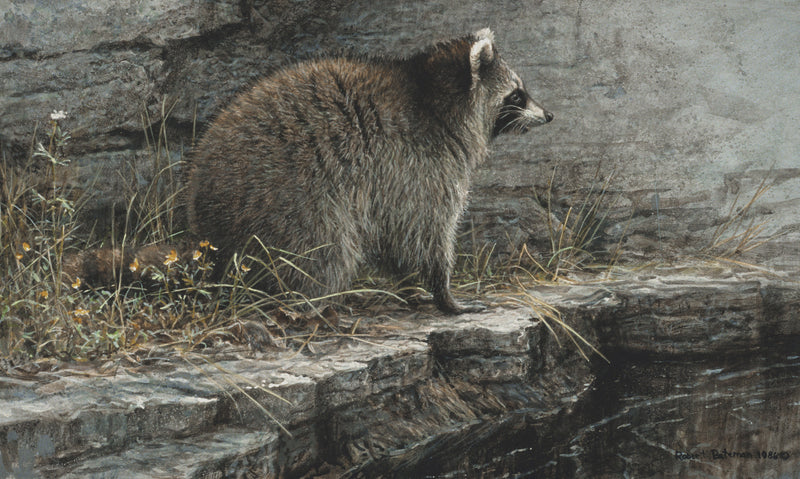 Distant Danger - Raccoon