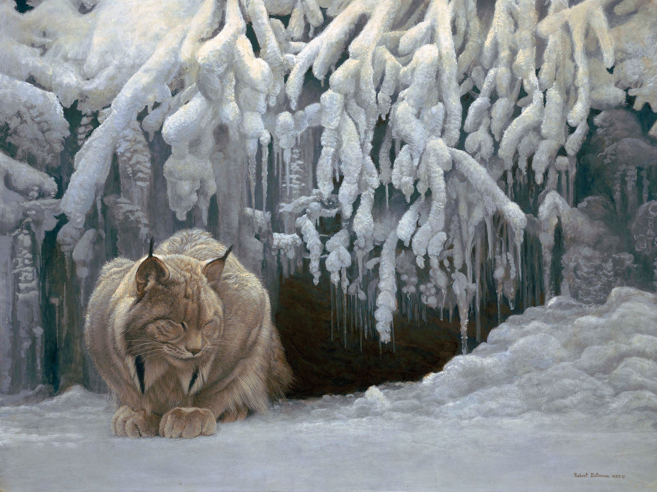 Dozing Lynx