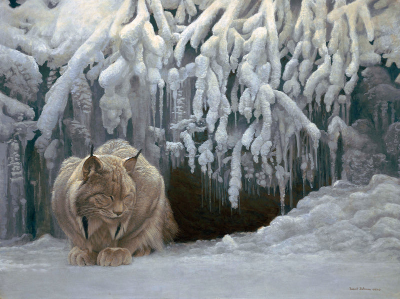 Dozing Lynx