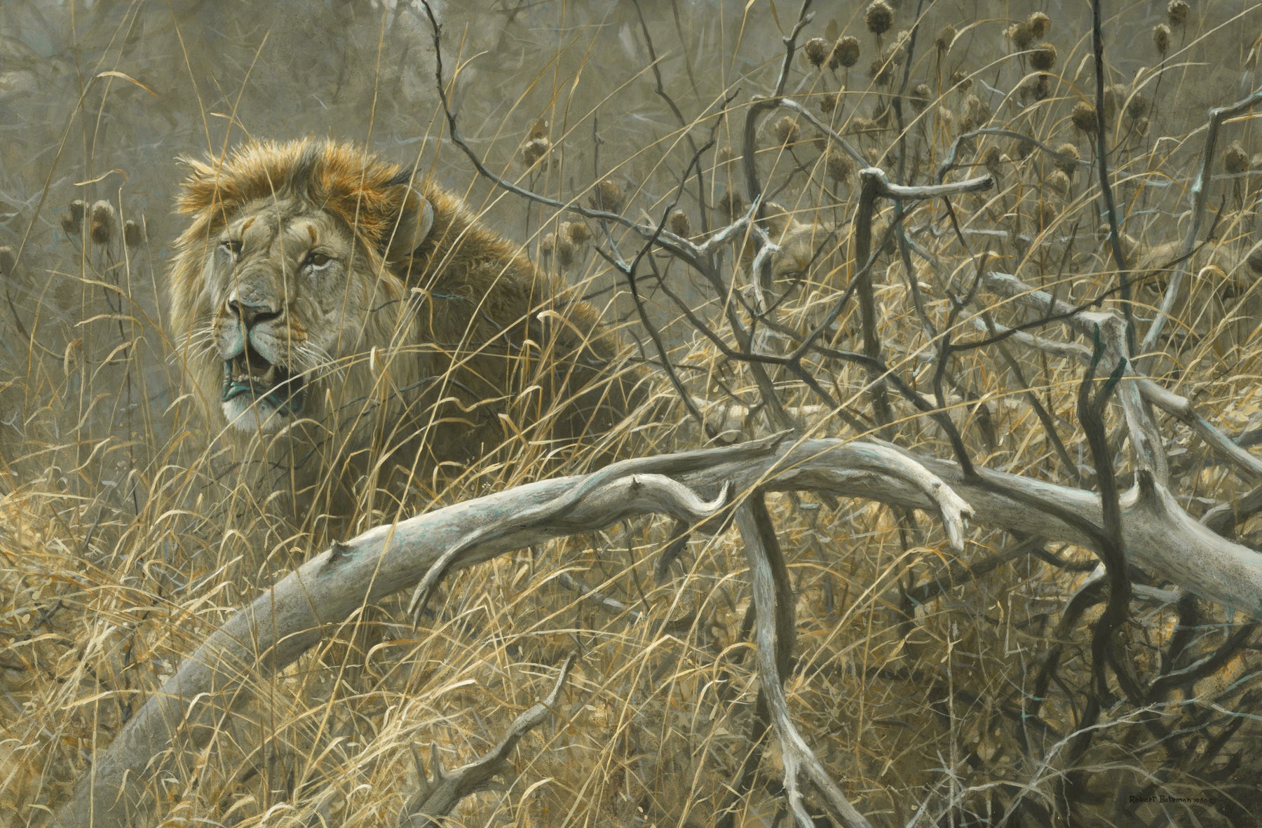 Lions