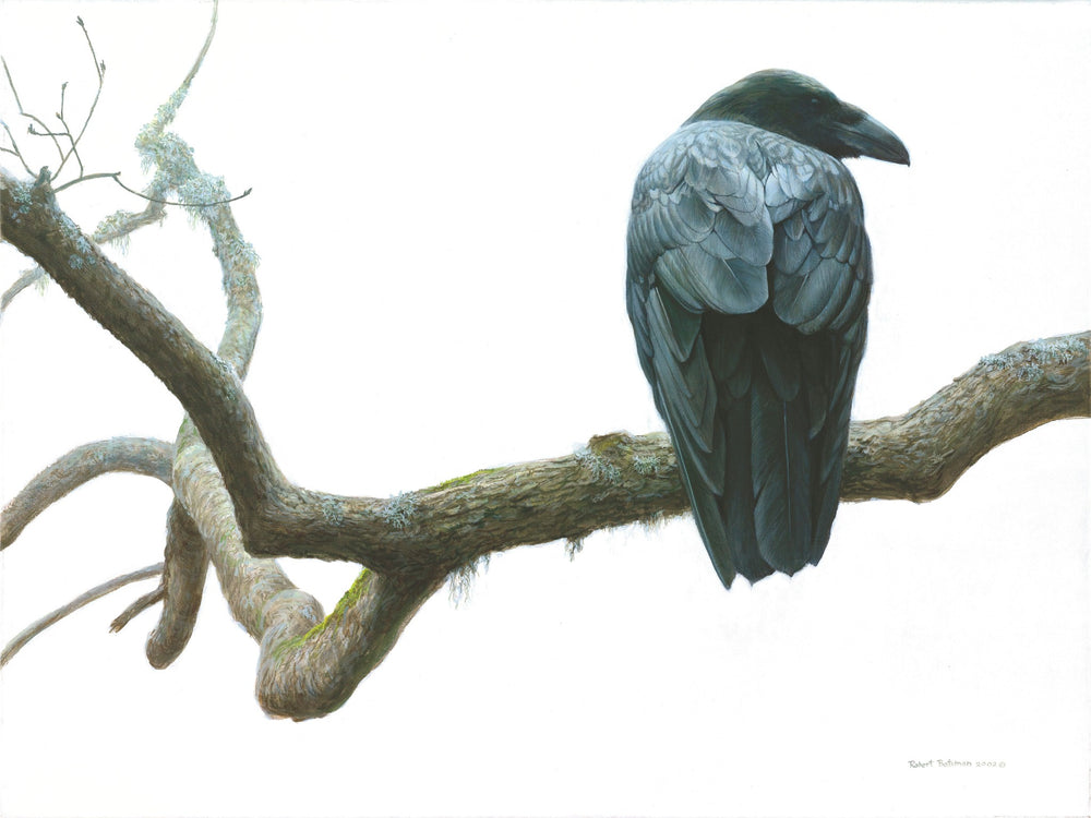 Ravens and Crows
