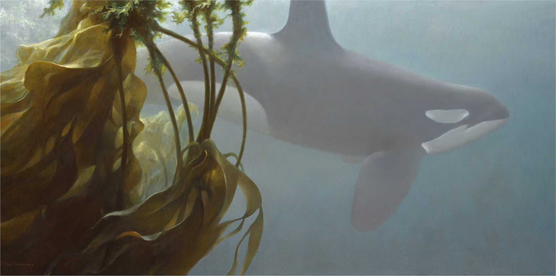 Orcas