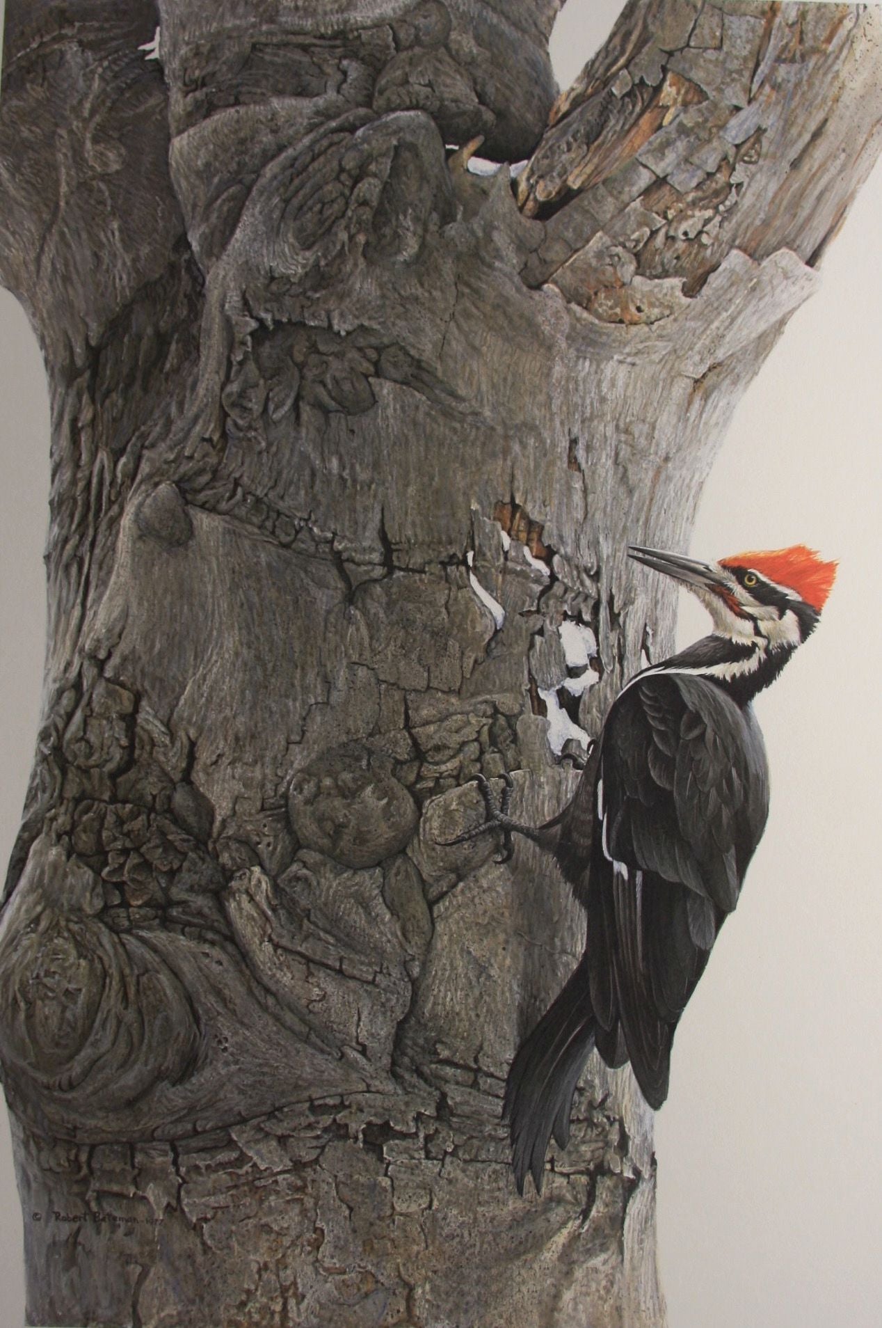 Woodpeckers