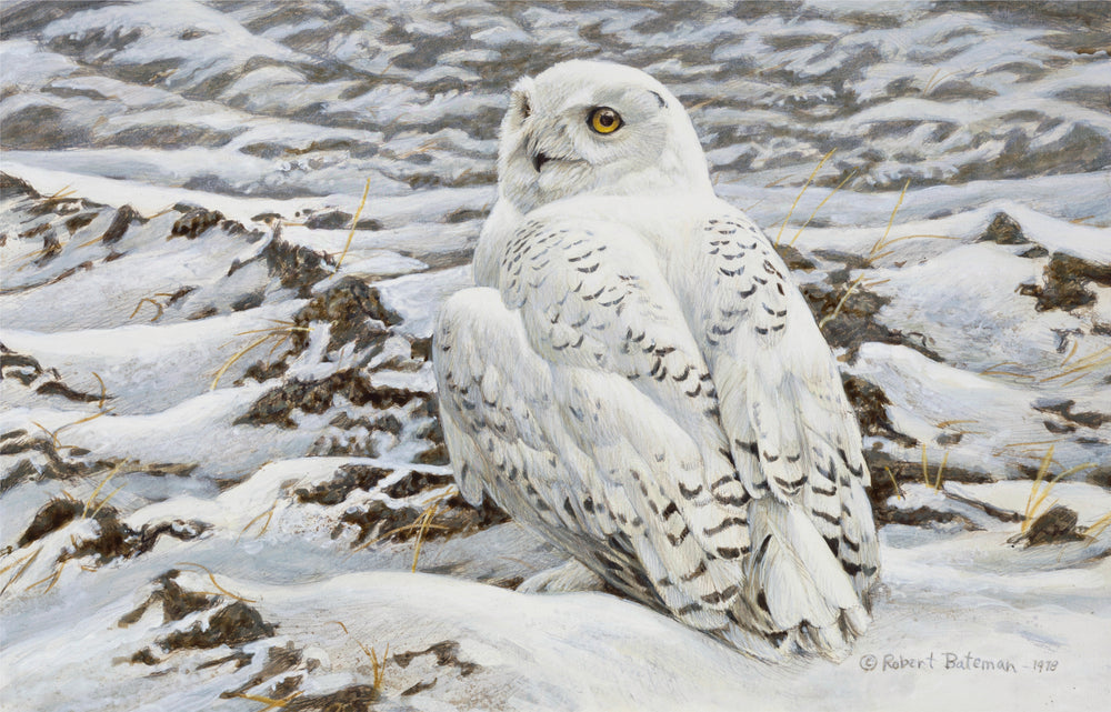 Owls