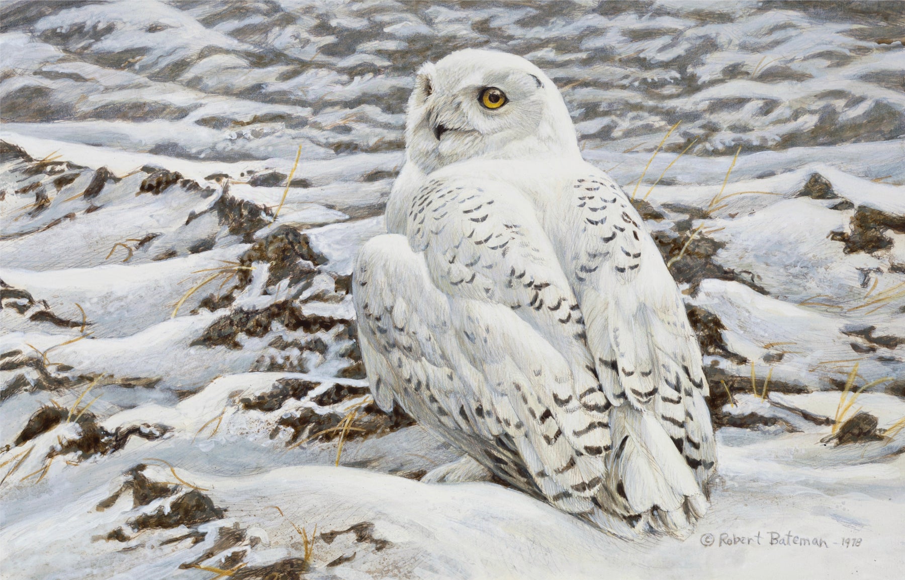 Owls