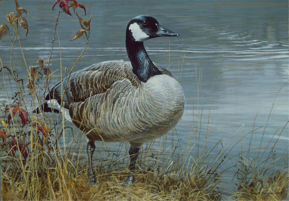 Waterfowl 