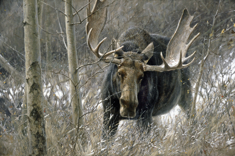 Challenge, The, Bull Moose