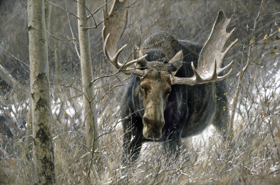 Challenge, The, Bull Moose