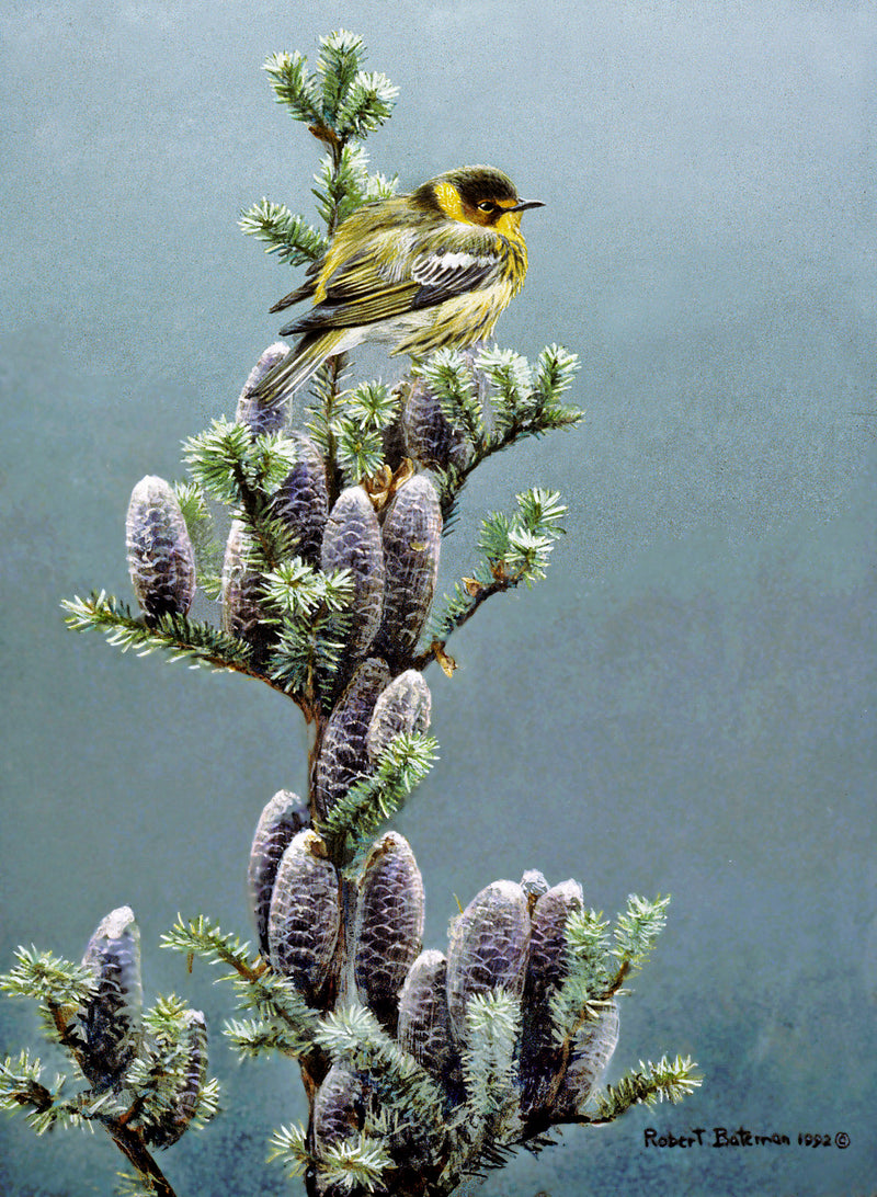 Cape May Warbler and Balsam