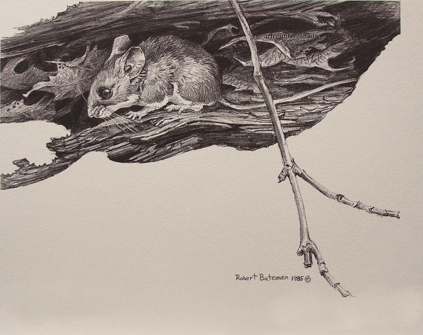 Rodents