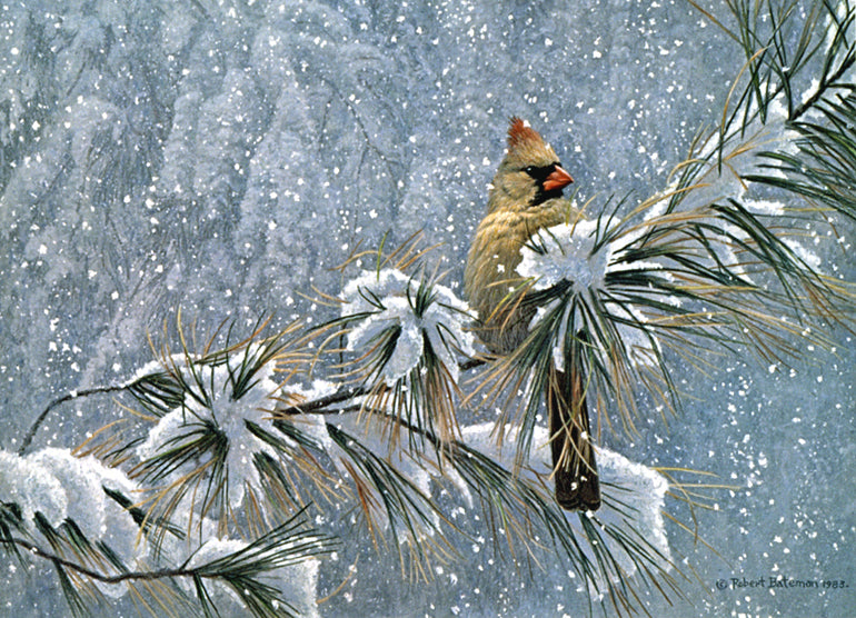 Winter Lady - Cardinal
