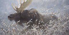 Winter Run - Bull Moose