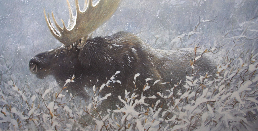 Winter Run - Bull Moose