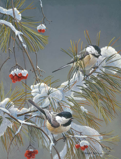 Songbirds