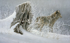 Winter Trackers - Coyote