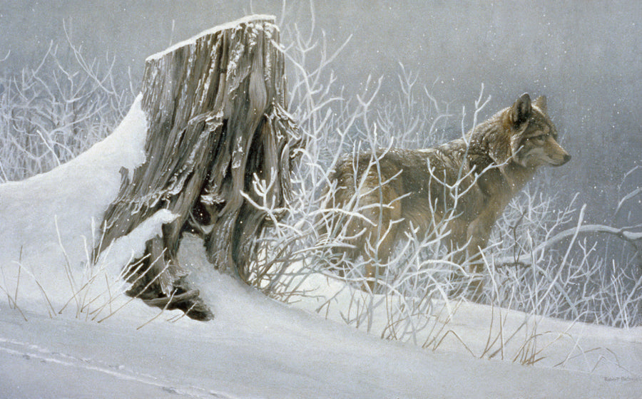 Winter Trackers - Coyote