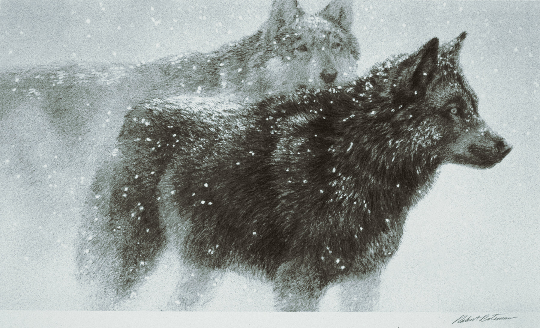 Wolf Pair in Winter